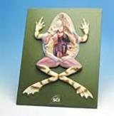 FROG - Plastic Dissection Model, 16x12 inches | Detailed Study of Digestive, Respiratory, Circulatory, and Urogenital Regions for Laboratory Use