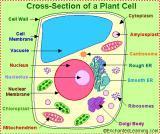 Biological Equipments and Models