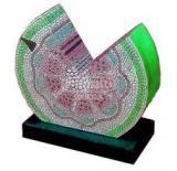 Root Dicot T.S. - Plastic Material, Overall Size 50x38Cm | Laboratory Use, Displays 8 Structures