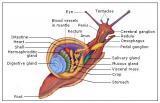 Biological Equipments and Models