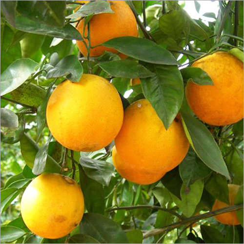 Sweet Orange