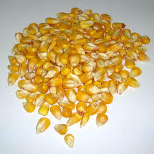 y maize