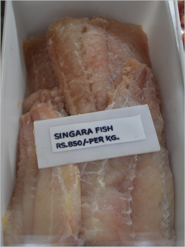 Singara Fish