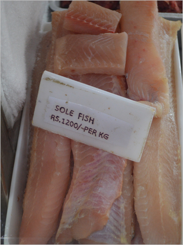 Sole Fish