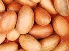 Ahgahsi Herbal Fresh Seeds