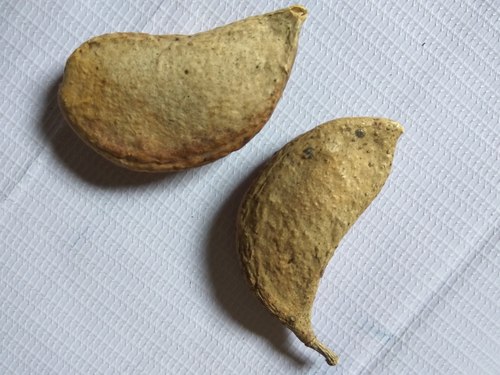 Meswak Seed