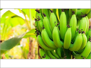 Fresh Raw Banana
