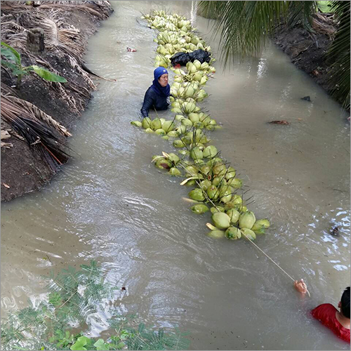 Fresh Coconut Water