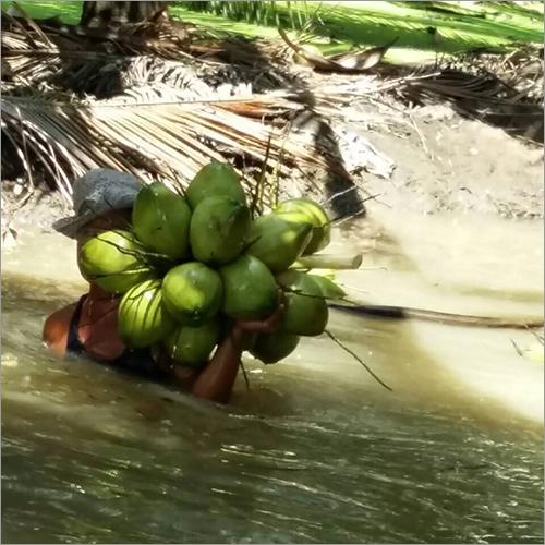 Healthy Coconut Water
