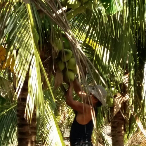 Sweet Coconut Water