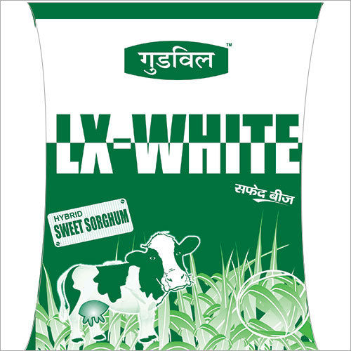 LX-White Hybrid Sweet Sorghum