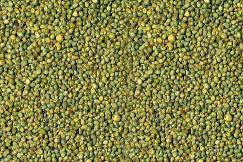 Green Millet Bajra