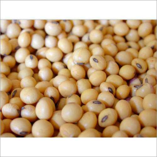 Organic Soybeans