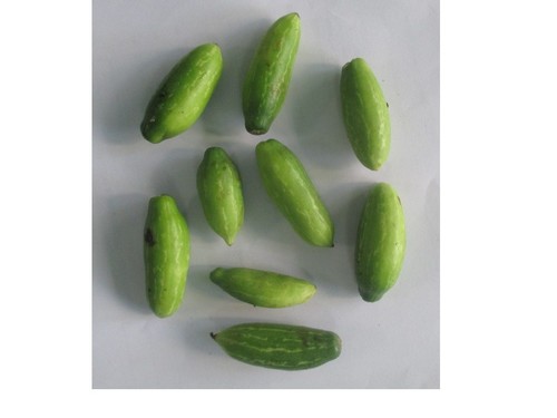 Tendli Vegetable