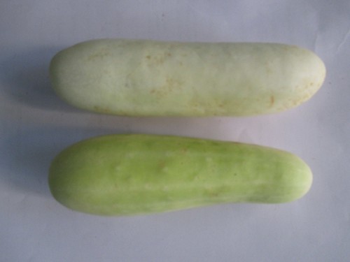 Cucumber (Kakdi Vegetable)