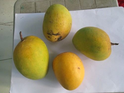 Mango