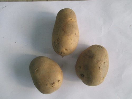 Potato