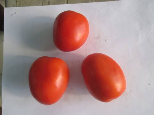 Tomato