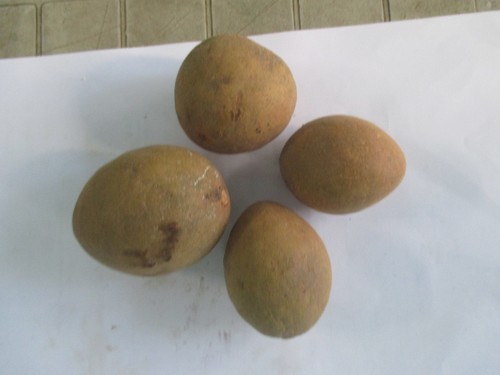 Chikoo