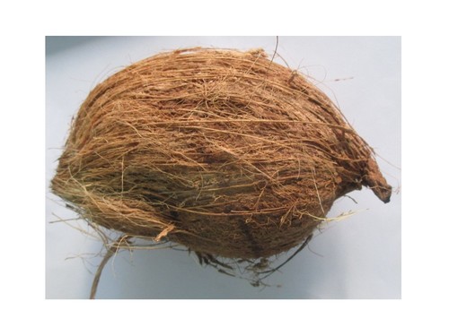 Coconut