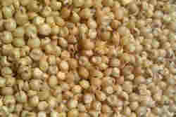 SORGHUM MILLET