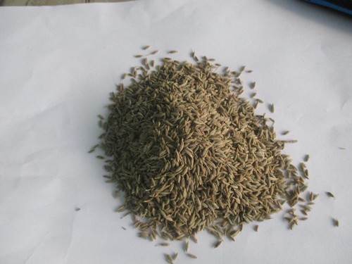 Cumin