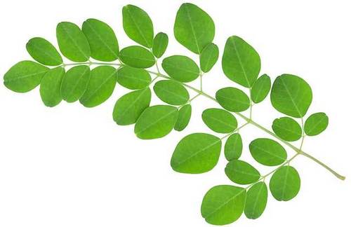 MORINGA LEAVES