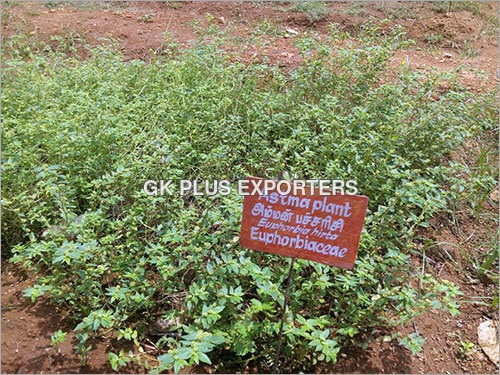 Asthma Plant Asthma Plant