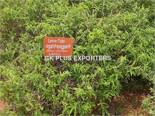 Tulsi Plant Tulsi Plant