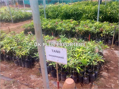Mango Plant Mango Plant