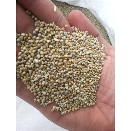 Pearl Millet Pearl Millet