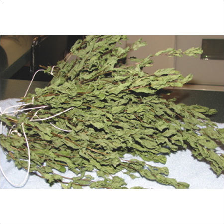 Dry Mint Leaves Dry Mint Leaves