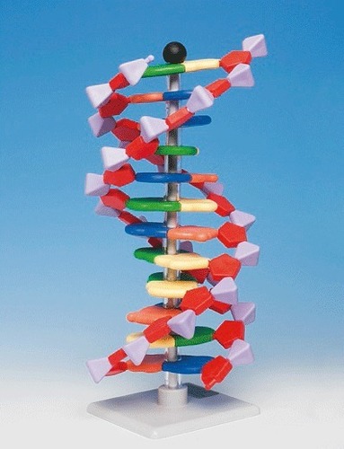Molecular Layer Kit - Plastic, 30 Cm Height, Multi Color | Visual Learning, Easy Assembly, Durable, Accurate Educational Model