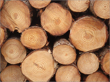 Pine Wood Logs By WOOD PAKER