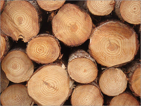 Pine Wood Logs