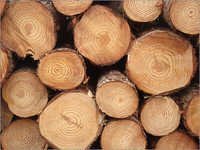 Pine Wood Products