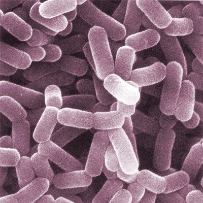 Lactobacillus Spp. - Feed Grade Powder | Suitable for Aquatic Animals, Cattle, Poultry, Sheep