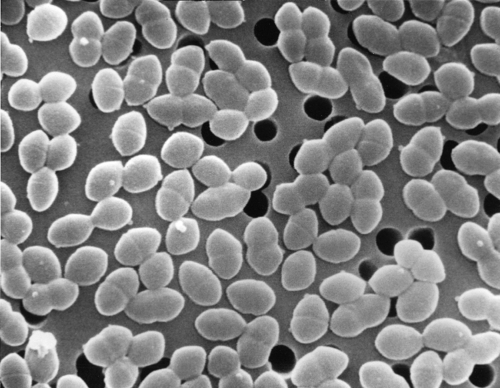 Enterococcus Supplement