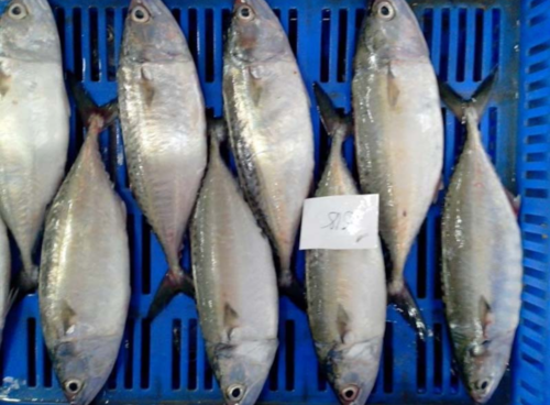 Indian Mackerel