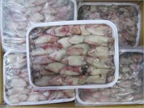 Squid Fish