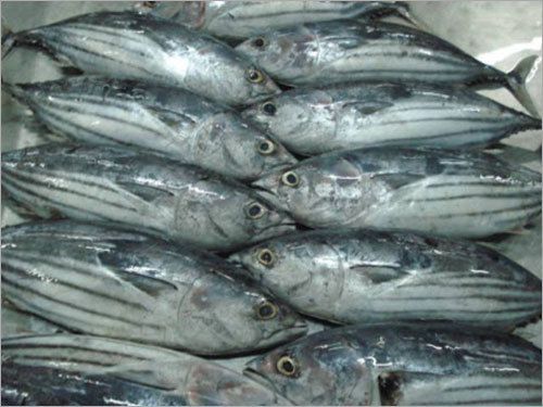 Skipjack Tuna