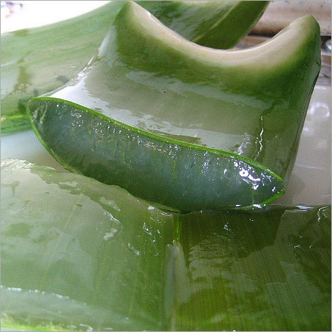 Aloevera Leaves Or Pulp
