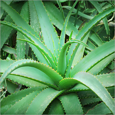 Aloe Vera Extract