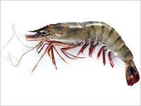 Black Tiger Shrimp