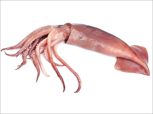 Squid Seafood