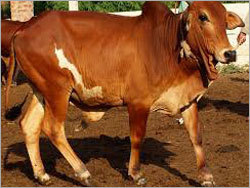 Bull