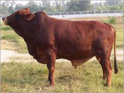 Bull