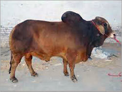 Bull