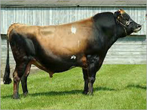 Jersey Bull
