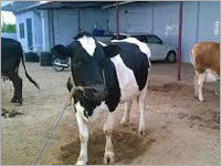 HF Cow